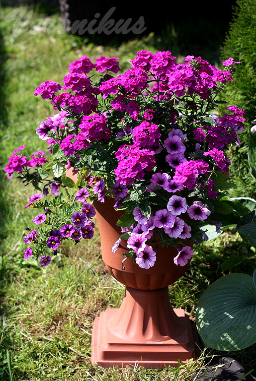 Confetti Garden Purple Cleopatra